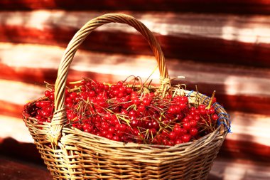 Kırmızı olgun kartopu meyveleri sepeti