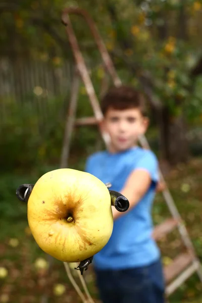 Chłopiec zrywać dojrzałe jabłka z drzewa z specjalnego urządzenia — Zdjęcie stockowe