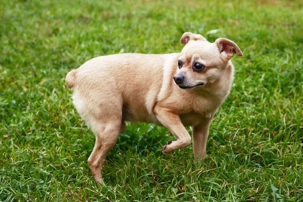 在夏天绿色背景上小猎犬 — 图库照片