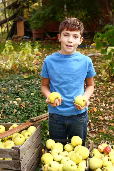 Nedospělý hezký kluk s sklizeň jablek — Stock fotografie