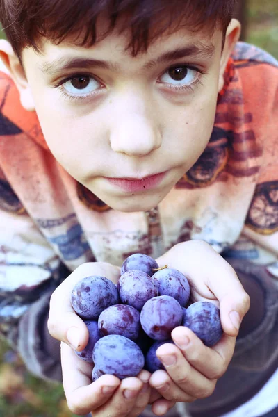 Boy with handful of ripe blue plums — Stock Photo, Image