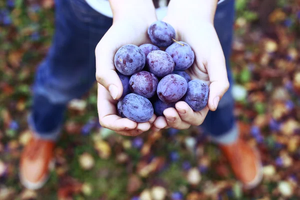 Puñado de ciruelas en el fondo del jardín de otoño —  Fotos de Stock