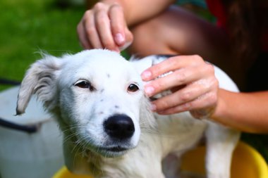 kimlikleri havzasında beyaz köpek yıkama