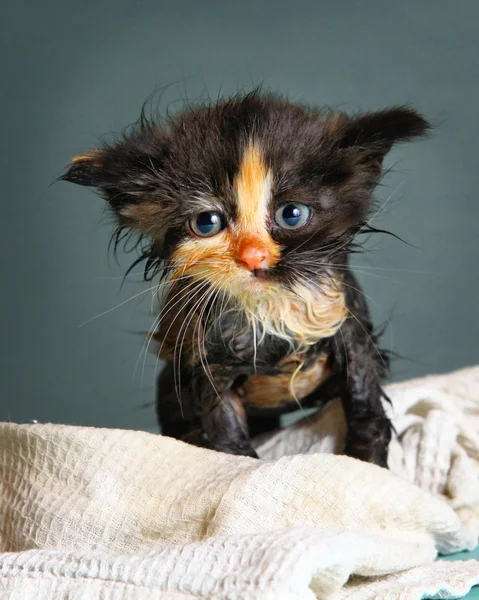 Маленький мокрый котенок после купания на синем фоне — стоковое фото