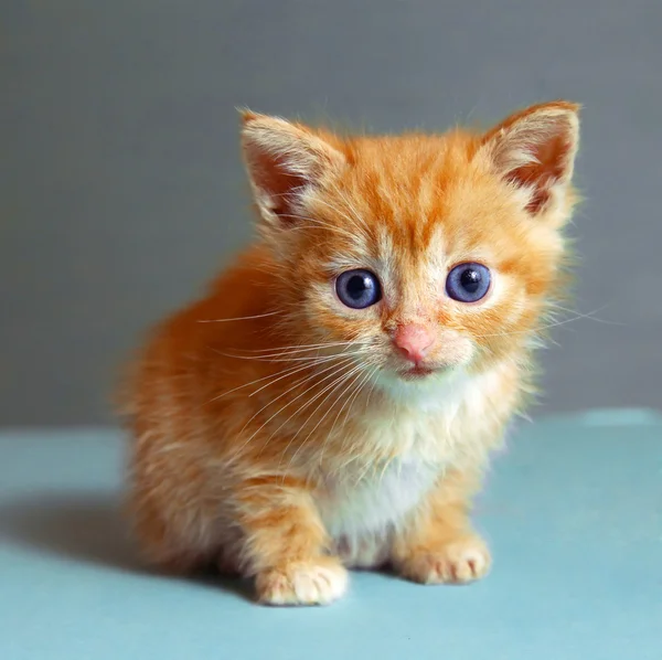 Czerwone włosy jeden miesiąc stary mały kociak na niebieskim tle — Zdjęcie stockowe