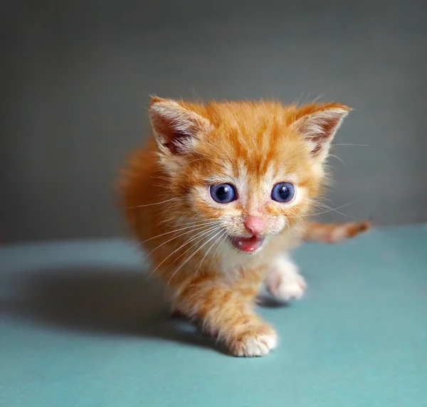 Czerwone włosy jeden miesiąc stary mały kociak na niebieskim tle — Zdjęcie stockowe