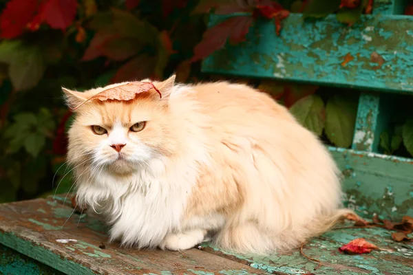 Chat persan beige assis sur le banc — Photo