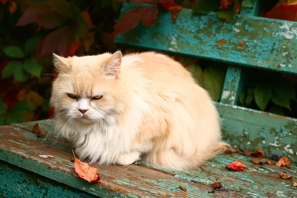 Bege persa gato sentar no banco — Fotografia de Stock