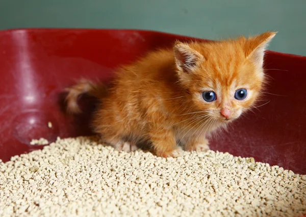 Rote Haare ein Monat altes kleines Kätzchen — Stockfoto
