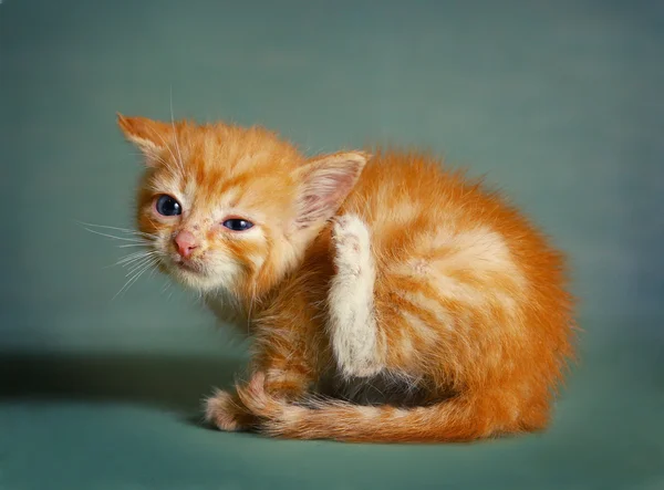 Red little kitten scratch itching ear — Stock Photo, Image