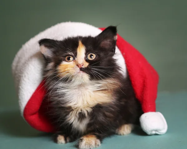 Yavru kedi Santa Noel şapka mavi zemin üzerine — Stok fotoğraf