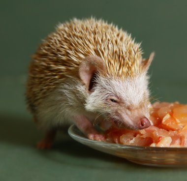 dwarfish hedgehog eating meat from the plate clipart