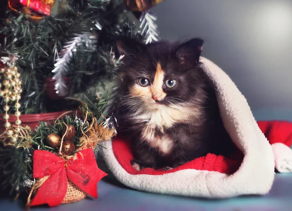 小猫在圣诞老人的帽子和圣诞树组成 — 图库照片