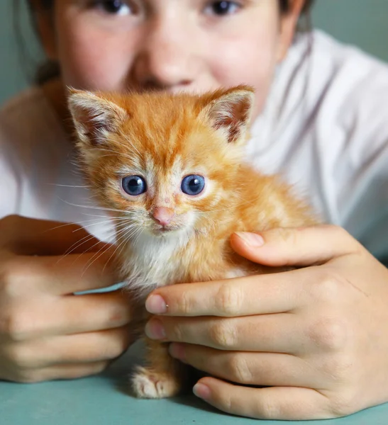 Rotes Haar kleines Kätzchen in Kinderhänden — Stockfoto