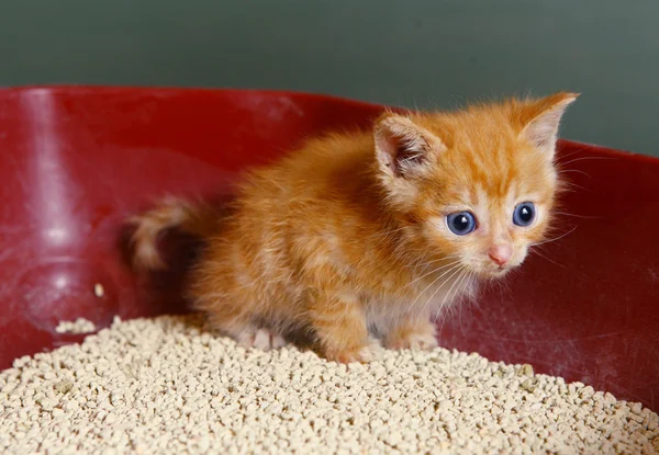 Pelo rojo un mes viejo pequeño gatito en niños mano — Foto de Stock