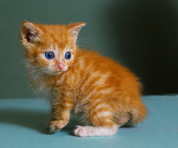 Rudowłosa mały kotek z niebieskimi oczami — Zdjęcie stockowe