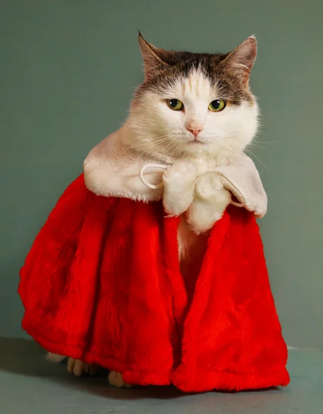 Fresco gato tom en santa claus mantel de ropa —  Fotos de Stock