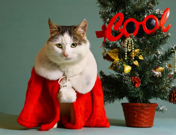 Noel Baba giysi şömine serin tom kedi — Stok fotoğraf