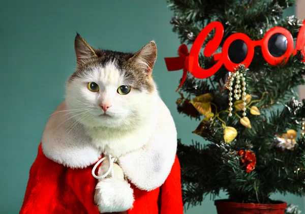 Noel Baba giysi şömine serin tom kedi — Stok fotoğraf