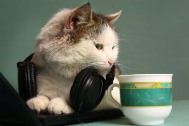defter ve kulaklık ile kedi komik resmi