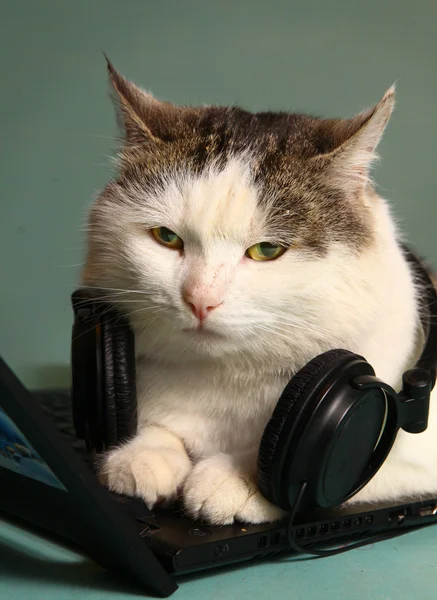 Imagen divertida de gato con portátil y auriculares —  Fotos de Stock