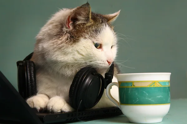 Drôle de photo de chat avec ordinateur portable et écouteurs — Photo