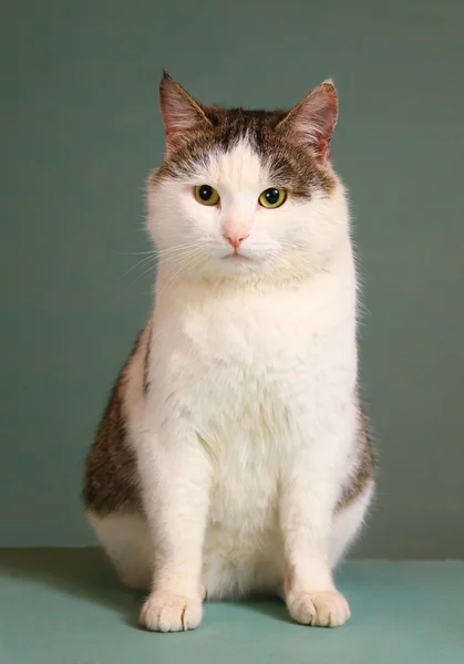 Chat arrogant tom race sibérienne sur la table — Photo