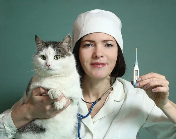 Dierenarts vrouw onderzoeken Siberische Kat — Stockfoto