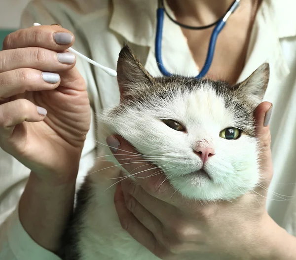 Dierenarts vrouw onderzoeken Siberische Kat — Stockfoto