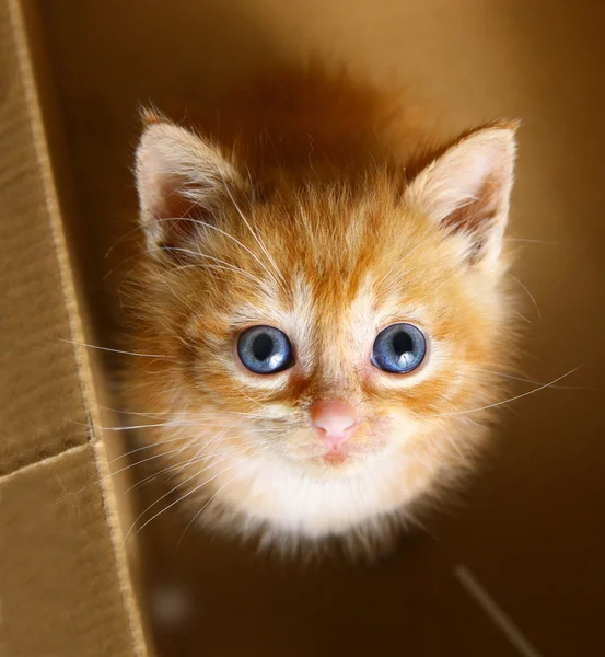 Gatito pelirrojo mira hacia arriba sentarse en la caja del armario — Foto de Stock