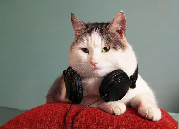 Imagen divertida de gato con portátil y auriculares —  Fotos de Stock
