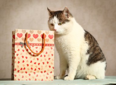 siberian male cat with present bag sniffing  clipart