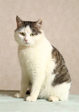 siberian male cat close up portrait clipart