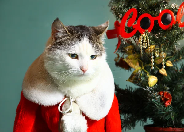 Noel Baba giysi şömine serin tom kedi — Stok fotoğraf
