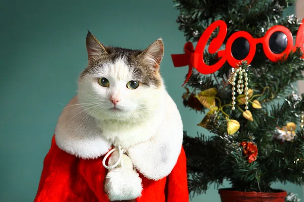 cool tom cat in santa claus garment mantel