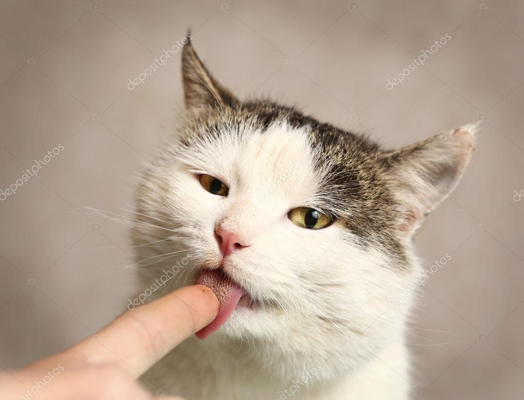 Cat lick food from finger with barbed tongue — Stock Photo © Ulianna