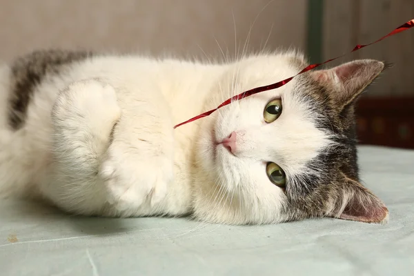 Tom gato brincando com fita vermelha — Fotografia de Stock