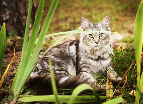 Maincoon gato cinza colocar no chão de outono — Fotografia de Stock