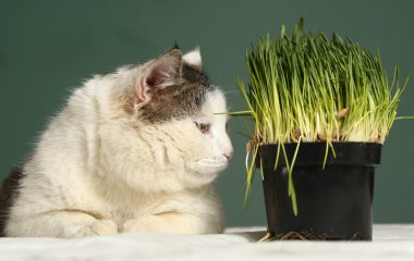 kedi yakın fotoğraf yeşil çim filizi ile 