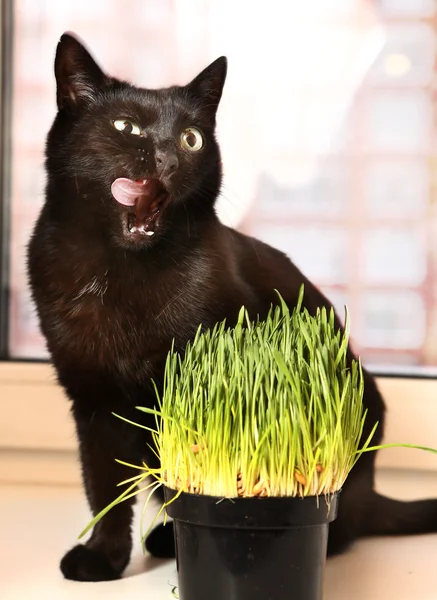 Cat close up photo with green grass sprouts — Stock Photo, Image