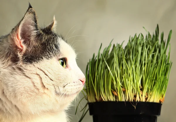 Katt i närheten upp foto med grönt gräs groddar — Stockfoto