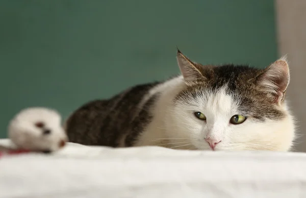 Fat  cat look at mouse close up portrait — Stock Photo, Image