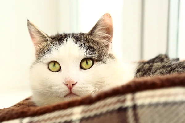 Siberian cat close up portrait on the windowsill — Stock Photo, Image