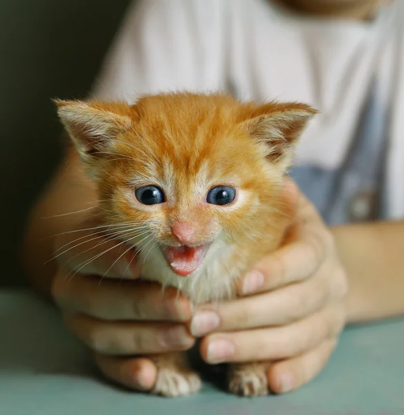 Chica manos hold poco rojo piel gatito — Foto de Stock