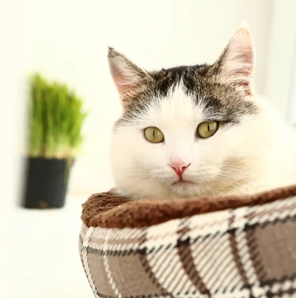 Sibiriska rasen katt närbild porträtt — Stockfoto