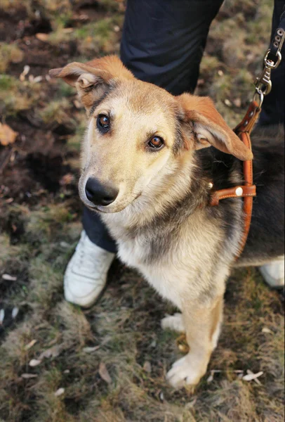 Passeggiata cane bastone con il suo proprietario — Foto Stock