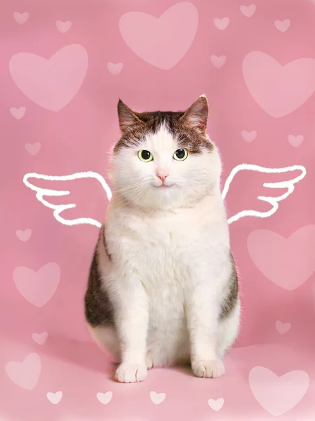 Valentine card with fat smiling cat — Stock Photo, Image