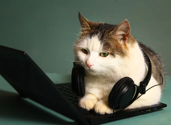 kedi komik resmi copmuter laptop üzerinde yatıyordu 