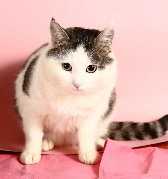 Kot z bliska portret na tle różowy — Zdjęcie stockowe