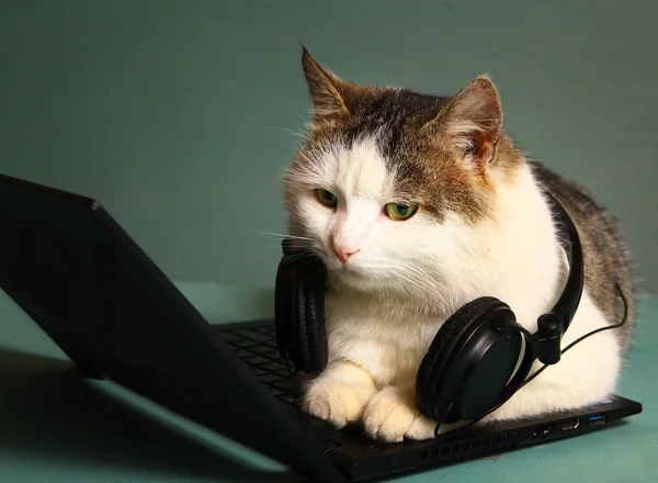 Lustiges Bild von Katze lag auf Copmuter-Laptop lizenzfreie Stockbilder